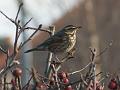 2010-0103-1130_Redwing_2,2C